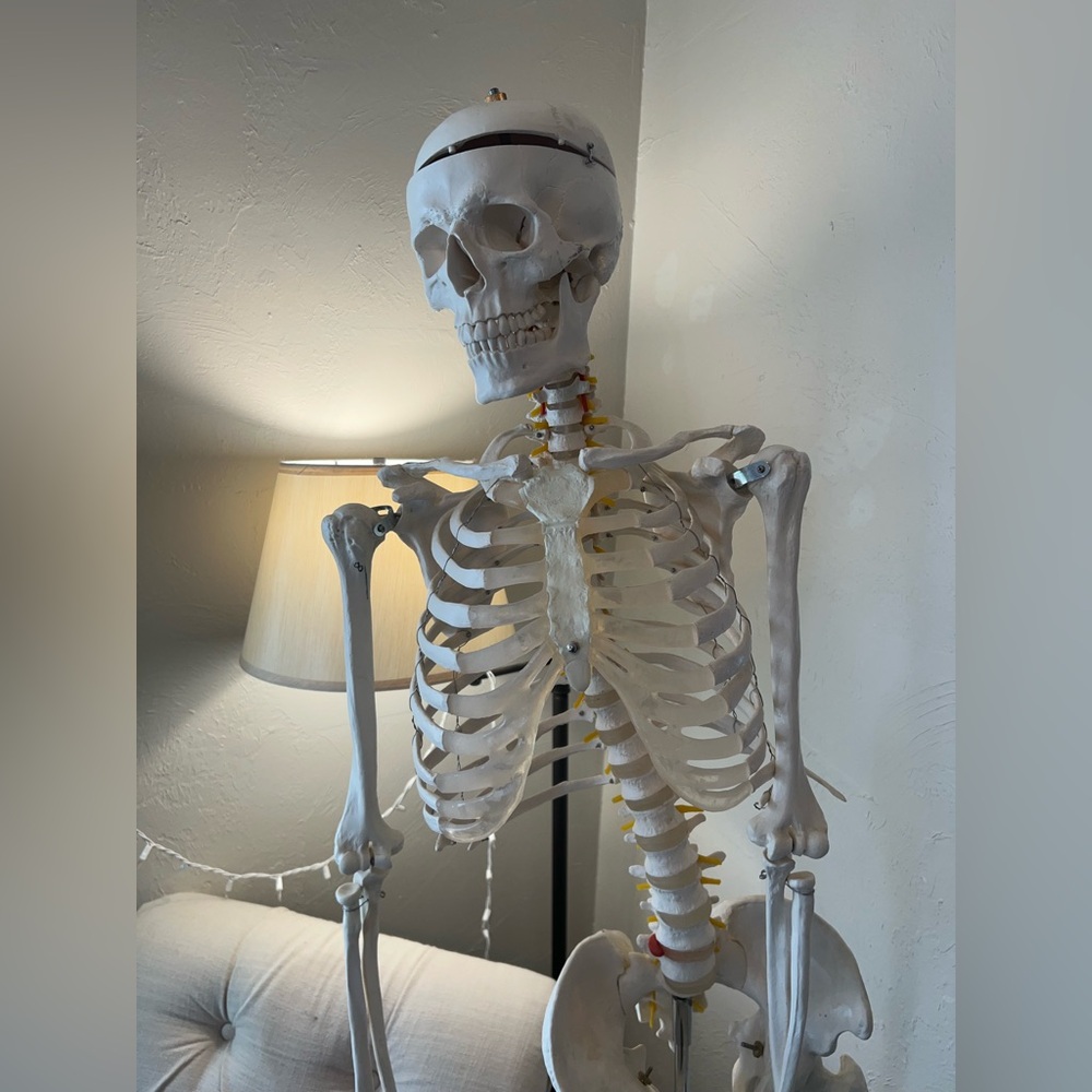 Life-Size Skeleton Model - Picture 6 of 6